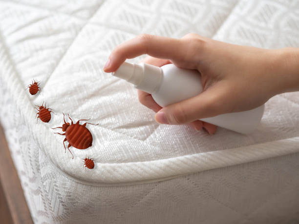 Best Bed Bug Extermination  in Compton, CA